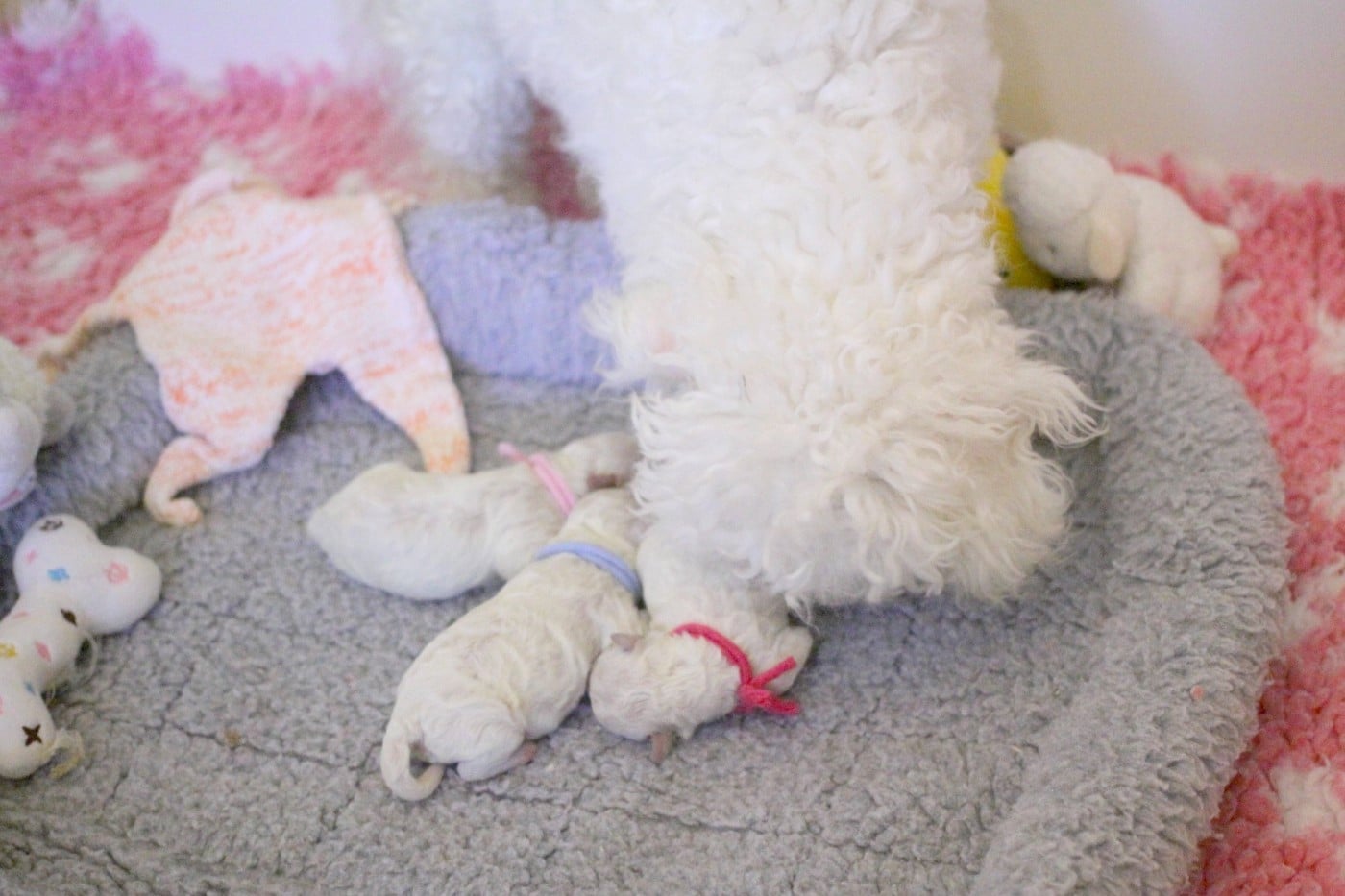 Bichon Frise - de la Felhotte
