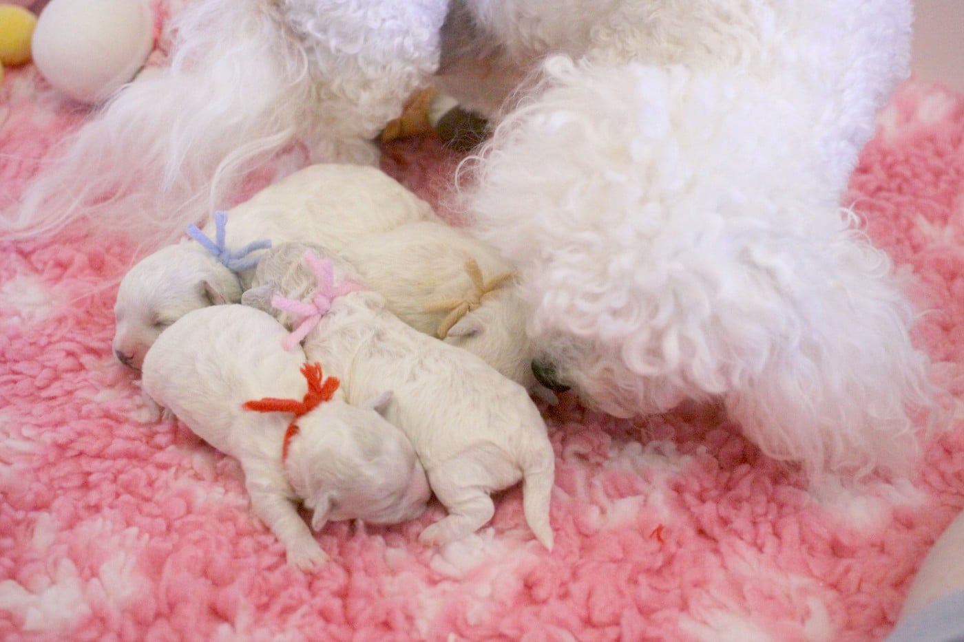 Bichon Frise - de la Felhotte