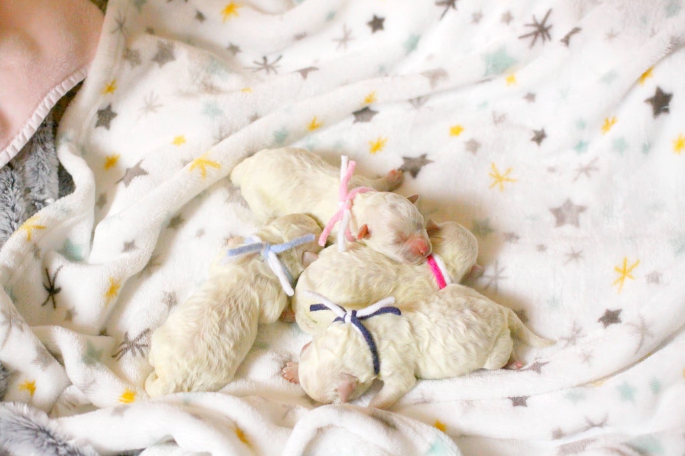 Chiot Bichon Frise