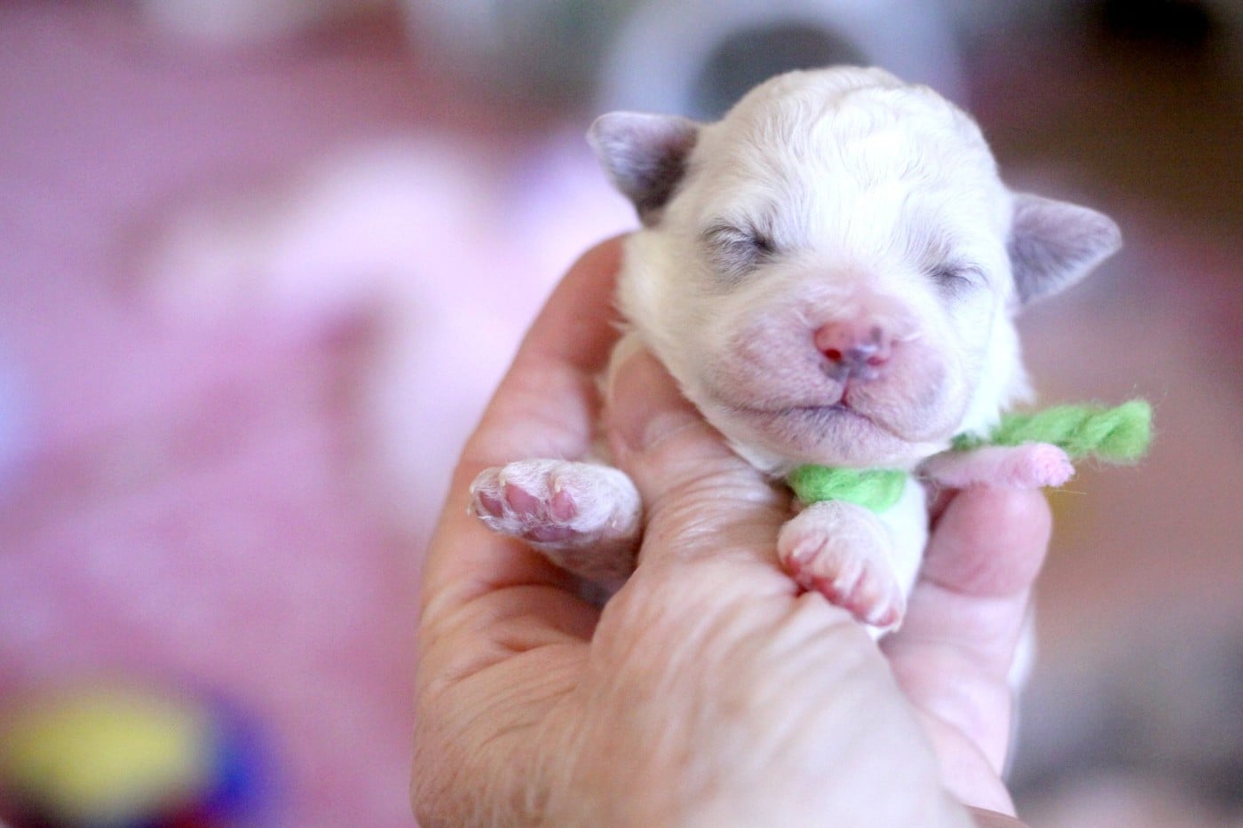 Baby Lollie (Réservée Mme Girard)