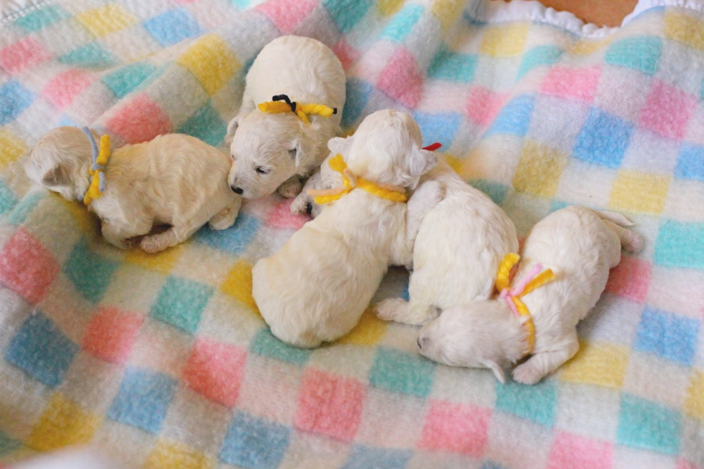 Bichon Frise - de la Felhotte