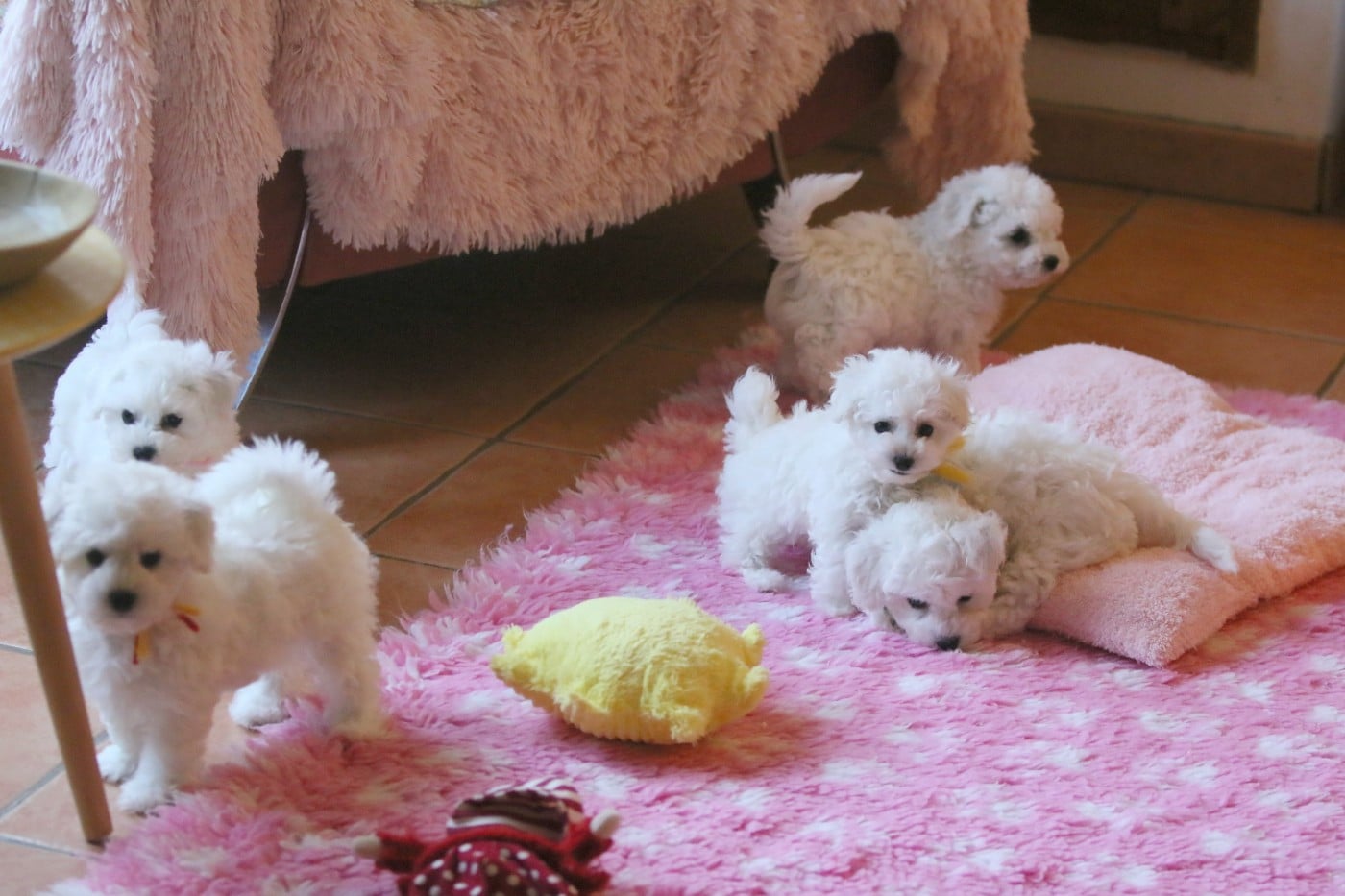 Bichon Frise - de la Felhotte