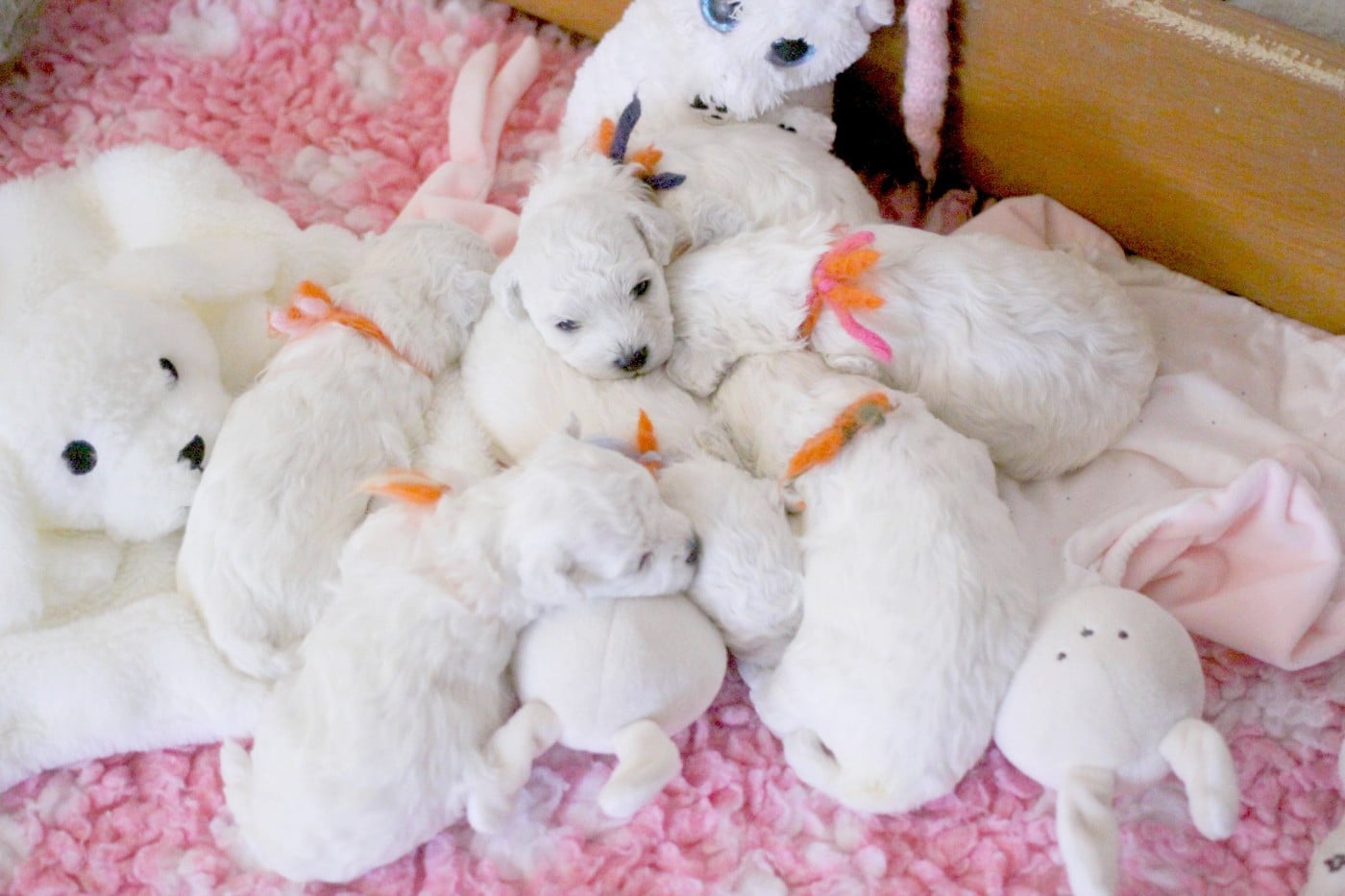 Bichon Frise - de la Felhotte