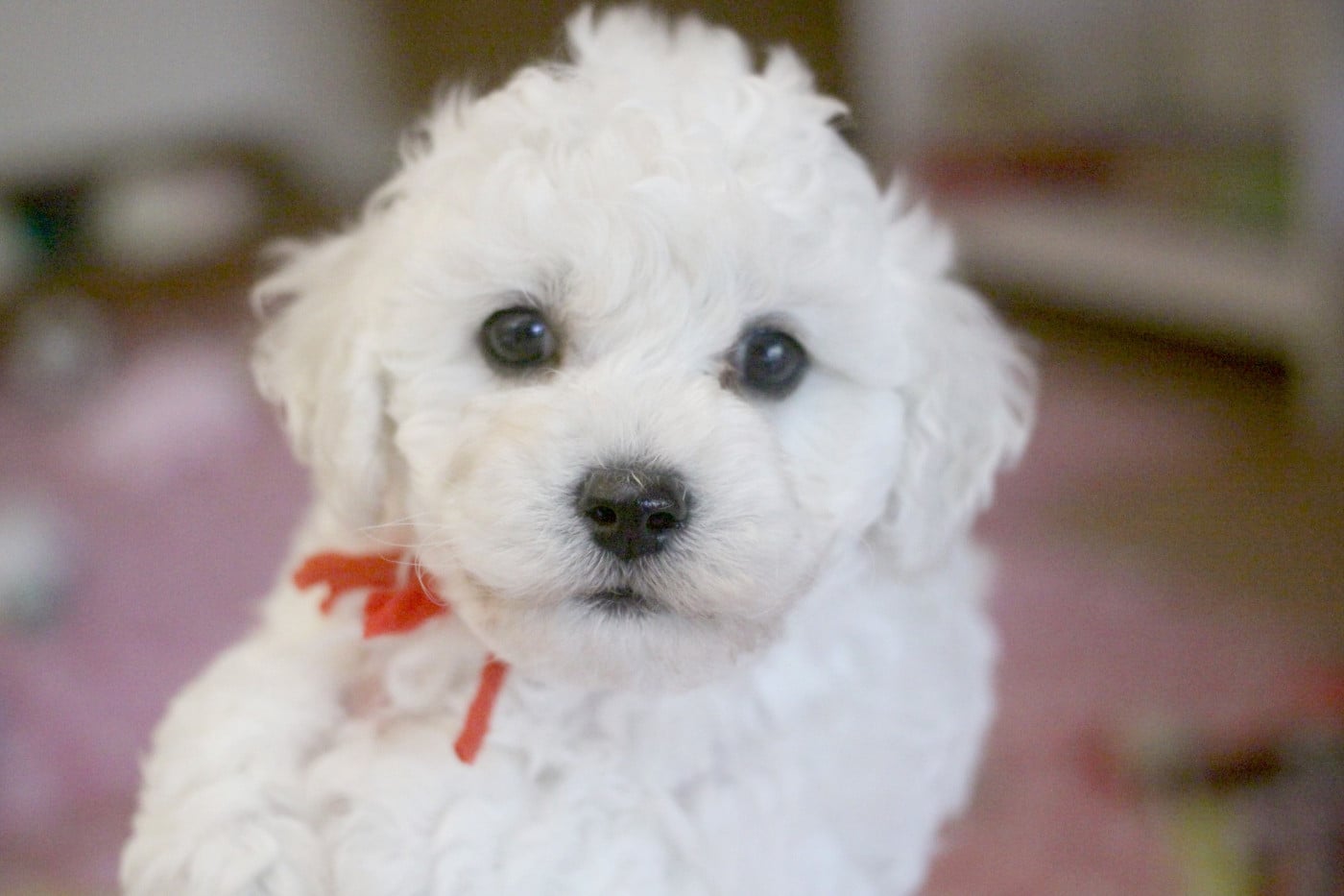 Boris