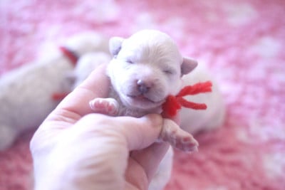 Les chiots de Bichon Frise