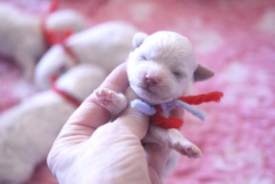 Les chiots de Bichon Frise