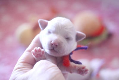 Les chiots de Bichon Frise