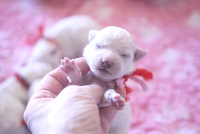Les chiots de Bichon Frise