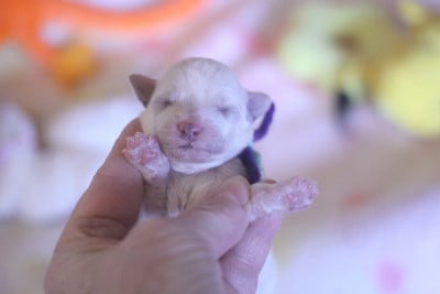 Les chiots de Bichon Frise
