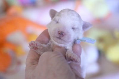 Les chiots de Bichon Frise