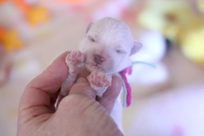 Les chiots de Bichon Frise