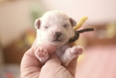 Les chiots de Bichon Frise