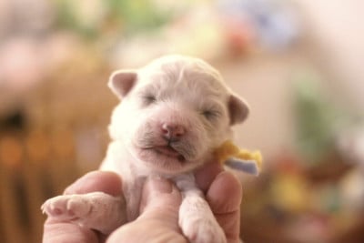 Les chiots de Bichon Frise