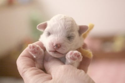 Les chiots de Bichon Frise
