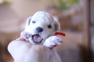 Les chiots de Bichon Frise