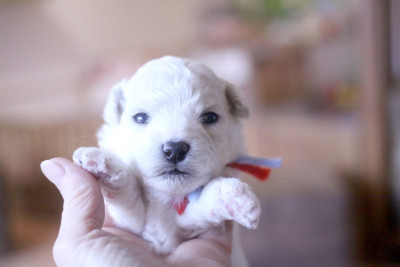 Les chiots de Bichon Frise