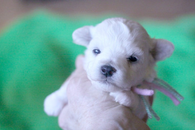 Les chiots de Bichon Frise