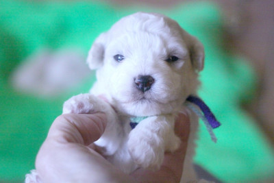 Les chiots de Bichon Frise