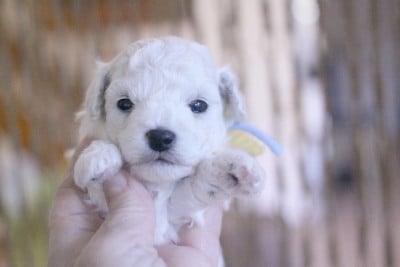 Aramis - Bichon Frise