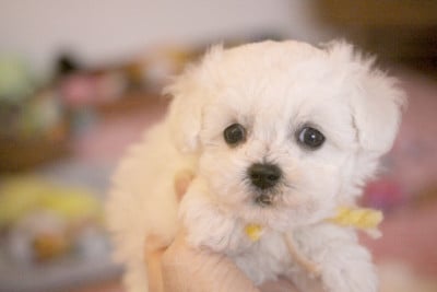 Les chiots de Bichon Frise