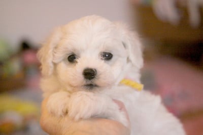 Les chiots de Bichon Frise