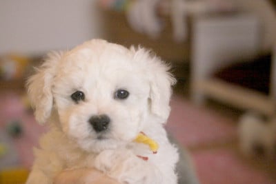 Les chiots de Bichon Frise