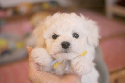 Les chiots de Bichon Frise