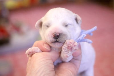 Les chiots de Bichon Frise