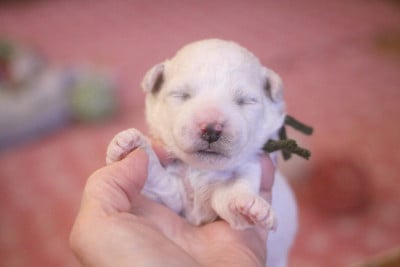 Les chiots de Bichon Frise