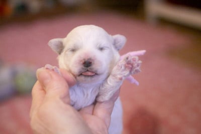 Les chiots de Bichon Frise