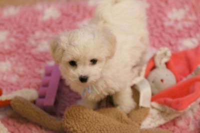 Les chiots de Bichon Frise
