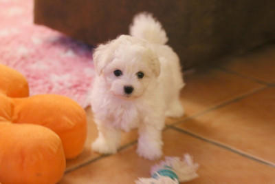 Les chiots de Bichon Frise