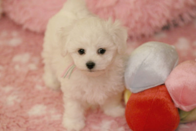 Les chiots de Bichon Frise