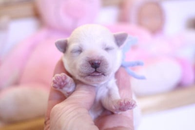 Les chiots de Bichon Frise