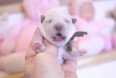 Les chiots de Bichon Frise
