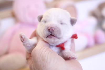 Les chiots de Bichon Frise