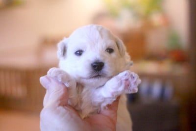 Les chiots de Bichon Frise