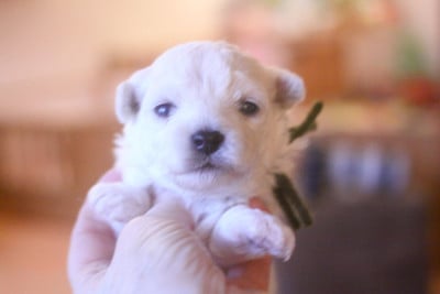 Les chiots de Bichon Frise