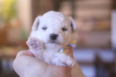 Les chiots de Bichon Frise