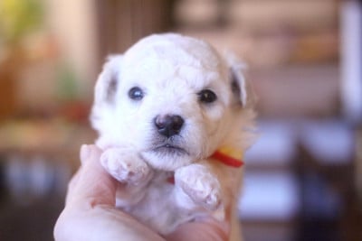 Les chiots de Bichon Frise