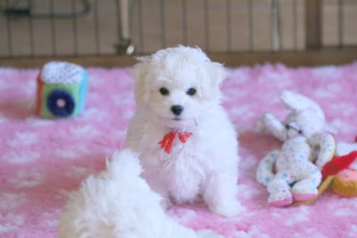 Les chiots de Bichon Frise