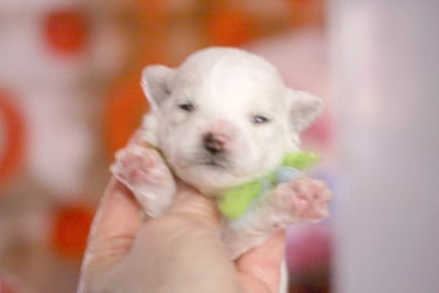 Les chiots de Bichon Frise