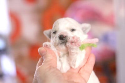 Les chiots de Bichon Frise