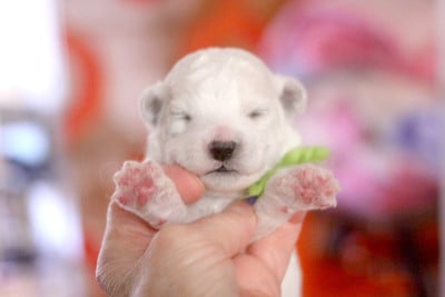 Les chiots de Bichon Frise