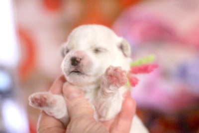 Les chiots de Bichon Frise