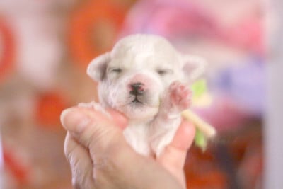 Les chiots de Bichon Frise