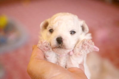 Les chiots de Bichon Frise