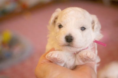 Les chiots de Bichon Frise