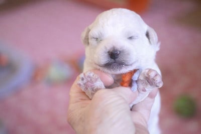 Les chiots de Bichon Frise