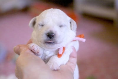 Les chiots de Bichon Frise